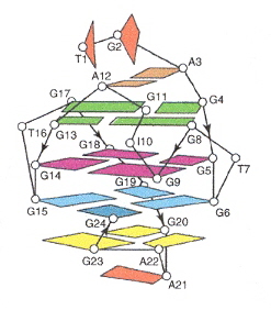 Five-Guanine-tract G-quadruplex