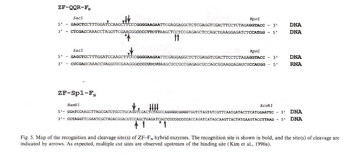 Artificial endonuclease cleavage