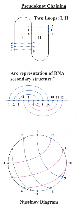 Two-Loop Pseudoknot Chain