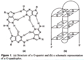 Tetrad vs Quadruplex