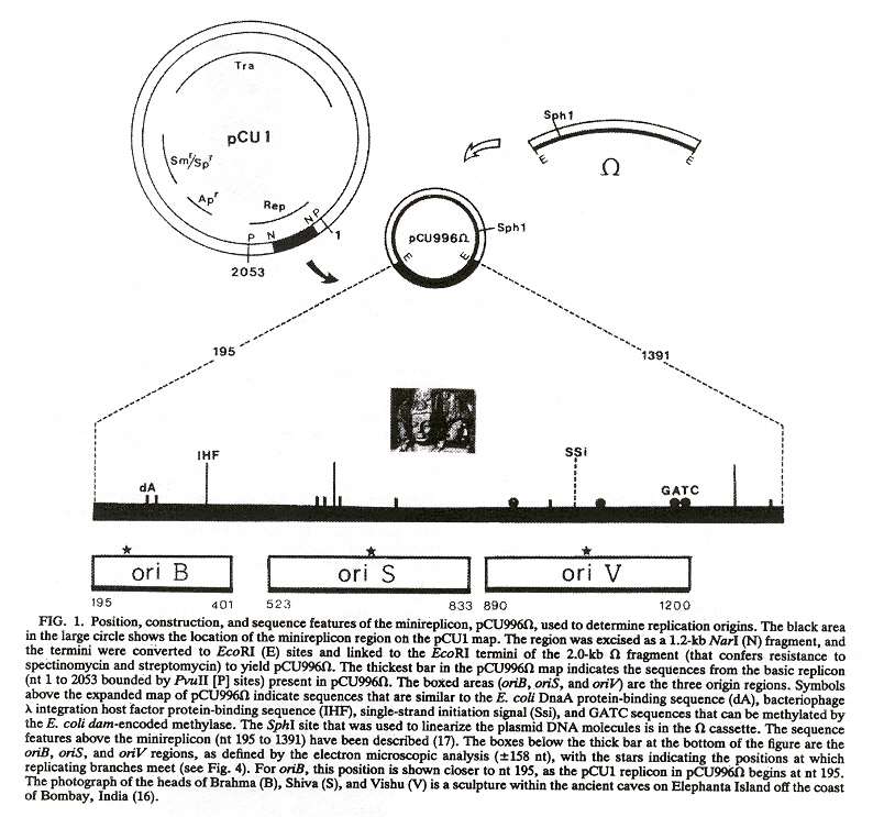 Plasmid Origins