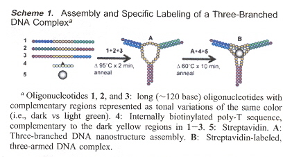 Assembly of a Labelled Three-Branched DNA Complex