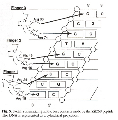 Zinc Finger Binding