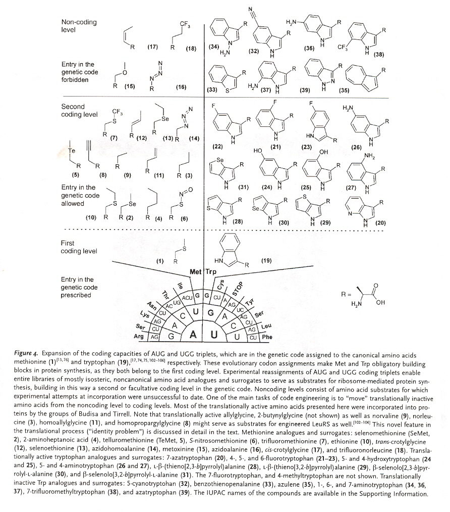 Expanded-triplet Amino Acids