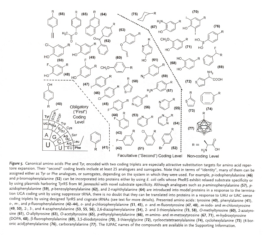 Double-triplet Amino Acids