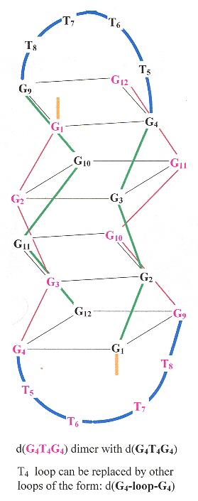 G-Quadruplex