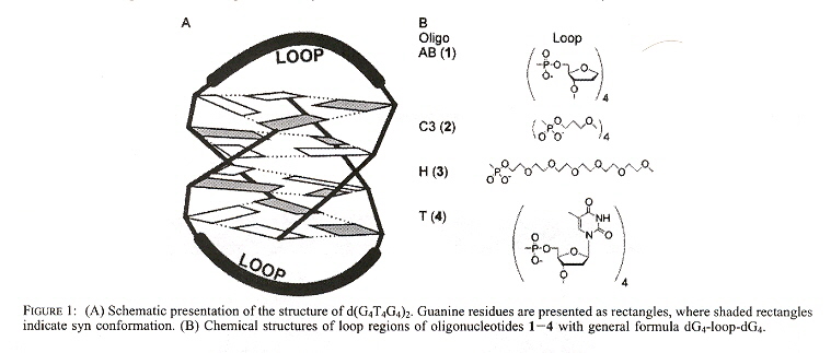 G-Quadruplex Anti-Syn Arrangement and Different 