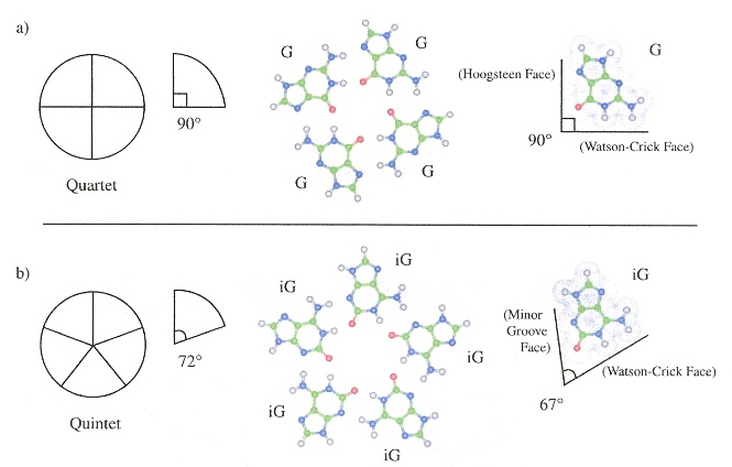 DNA Pentaplex Layer
