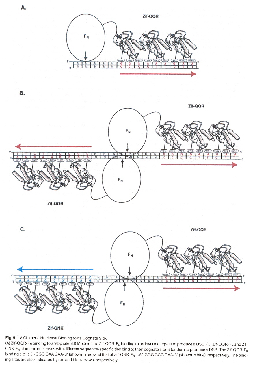 Chimeric ZnFN Endonuclease