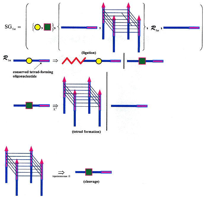 Tetrad Forming/Cleaving/Ligating Shape Grammar