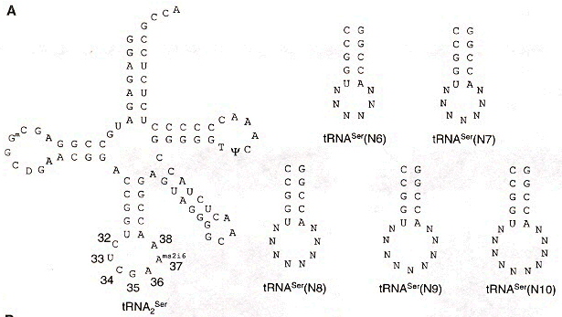 Nonnatural amino acids