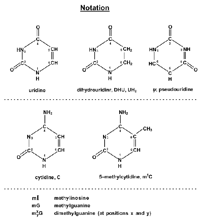 Non-Typical RNA Oligonucleotides