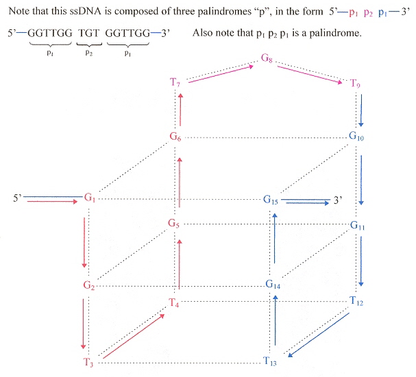 PNA Quadruplex