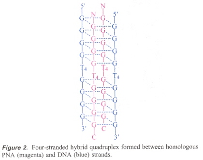 PNA/DNA Quadruplex