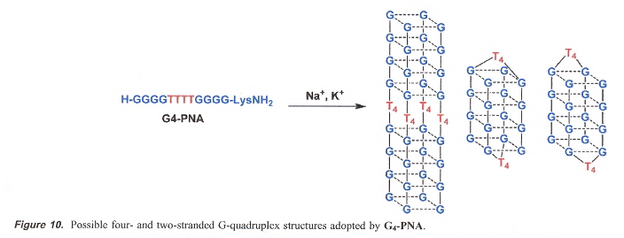 G-PNA Quadruplex