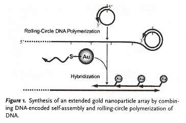 Rolling-Circle DNA Self-Assembly of AuNP
