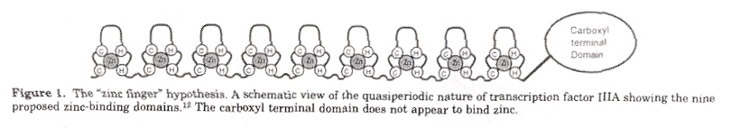 9 domain zinc fingers