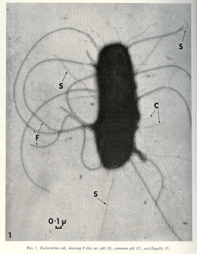 F-originated Sex Pilus
