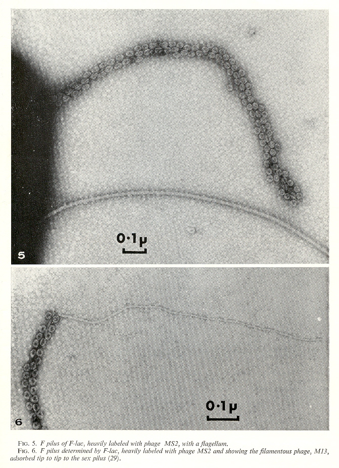 Phages