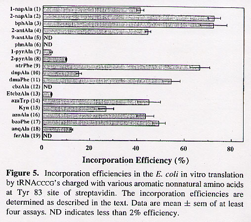 Incorporation Efficiency
