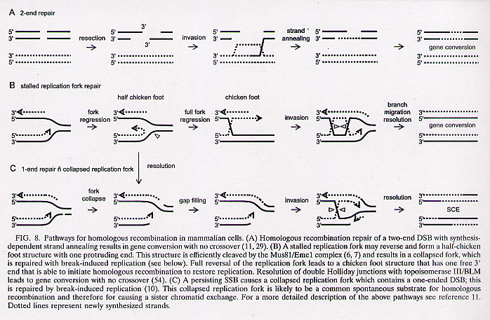 DNA replication damage-repair