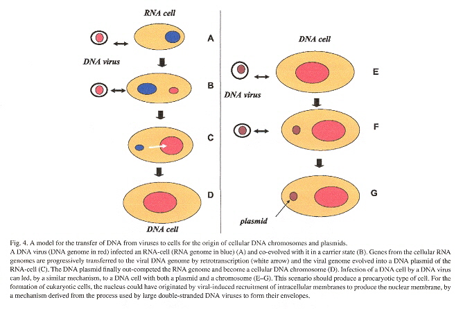 RNA to DNA cells & Plasmid development