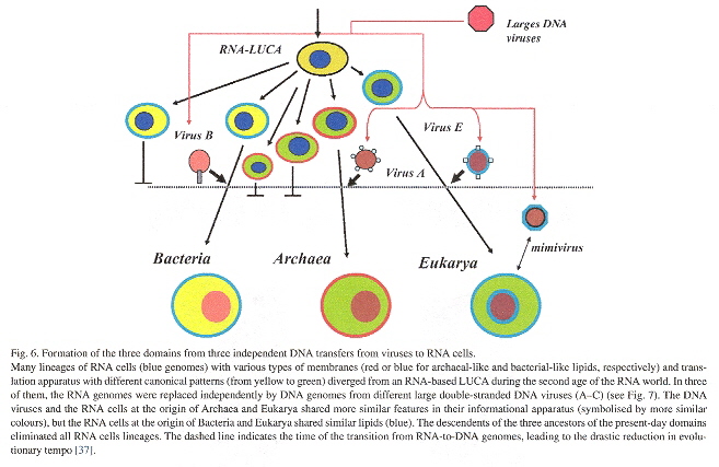 RNA-cell + virus becomes a DNA-cell
