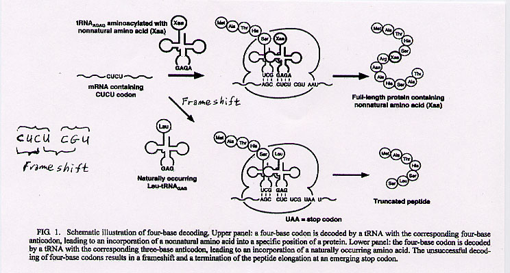 4-base codons