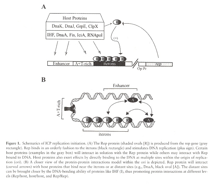 Plasmid Replication: ori