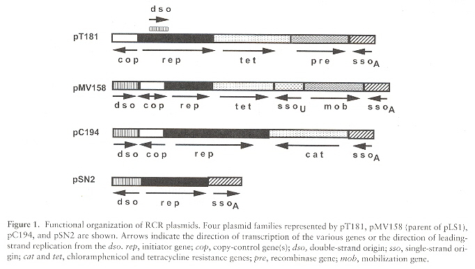 Seven major familes of plasmids that replicate by Rolling-Circle