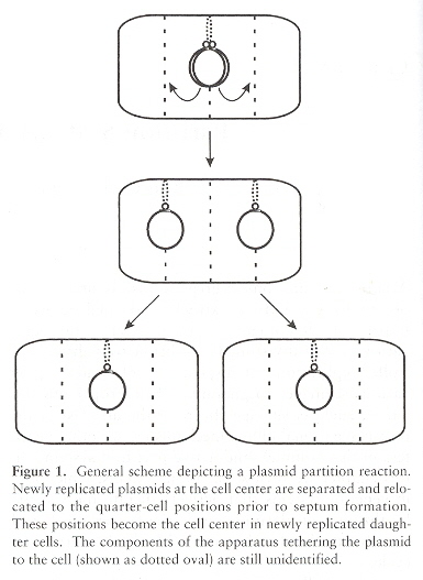 Plasmid Partitioning Foci