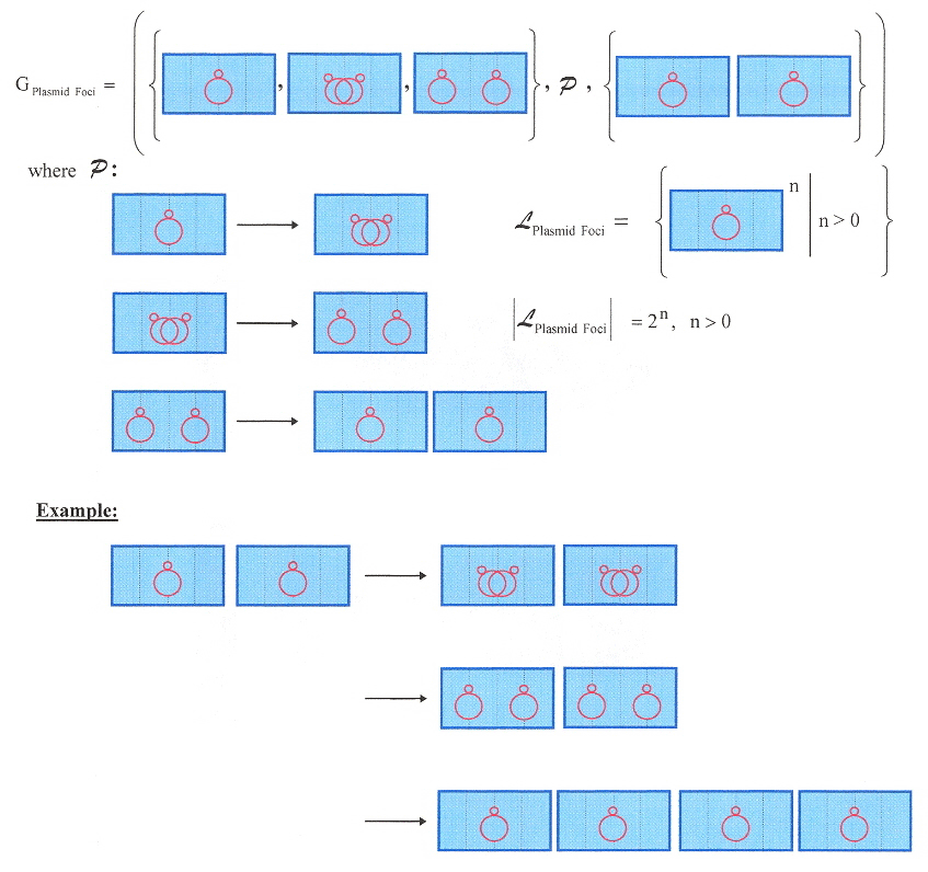Lindenmeyer system for Plasmid Partitioning Foci