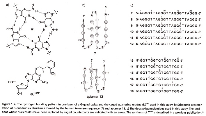 Oligonucleotides