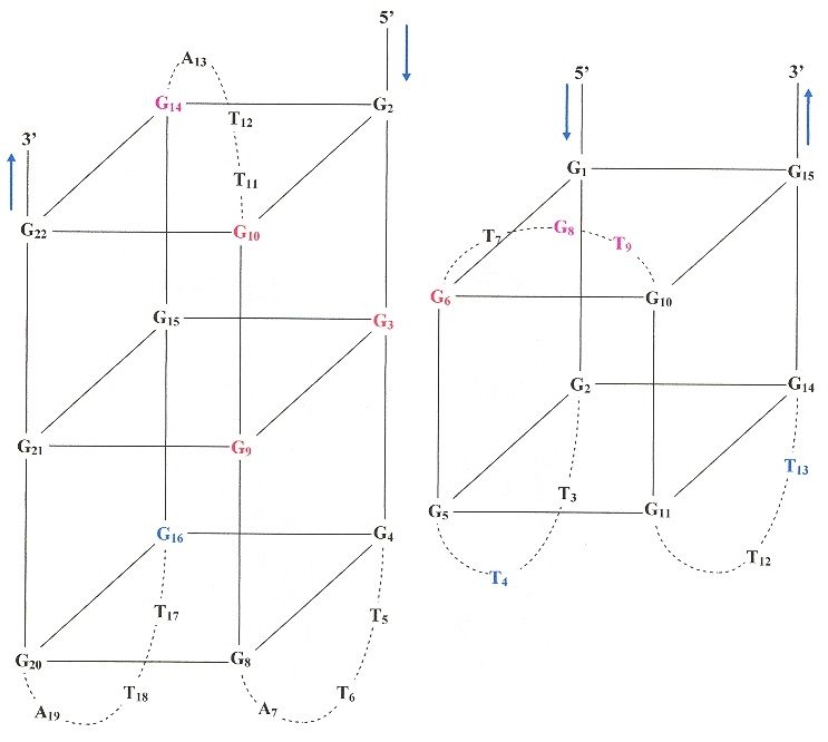 Photolabile Caged Quadruplexes