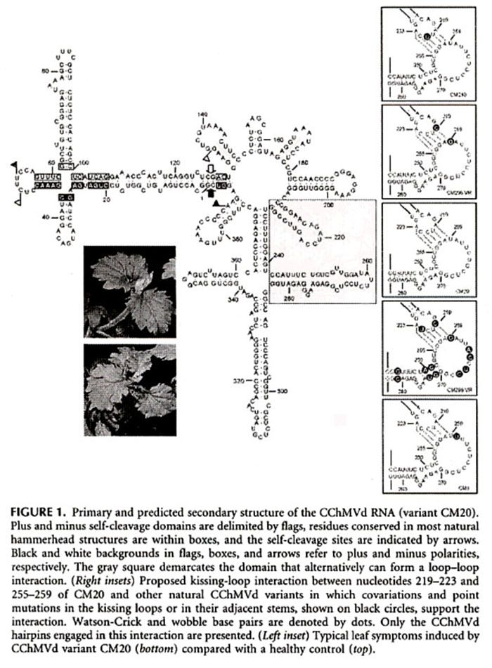 CChMVd RNA Secondary Structure