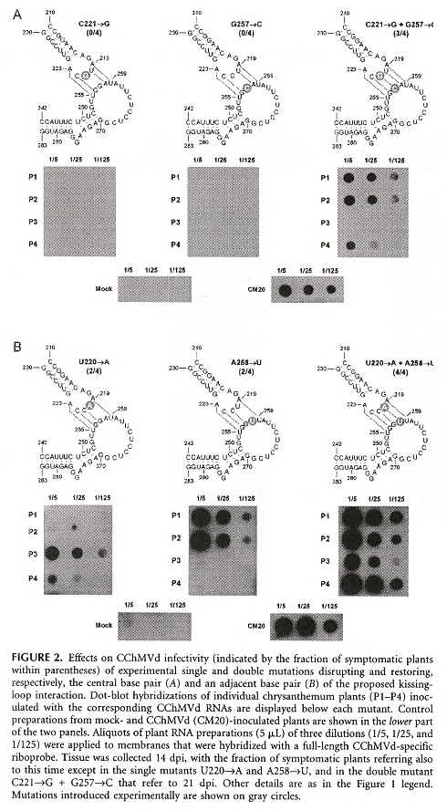 Some CChMVd RNA Mutation Secondary Structures