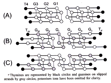 Possible Duplex Quadruplex or Octaplex Structures