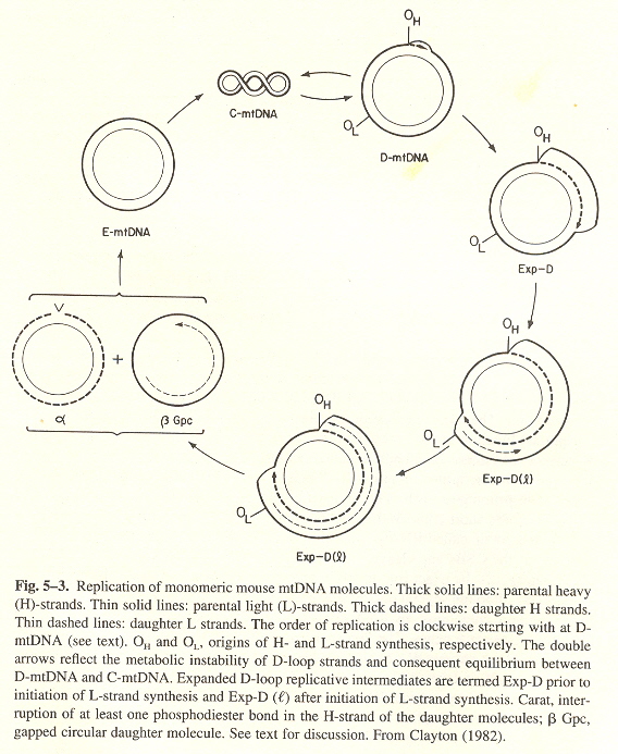 Mouse mtDNA Replication