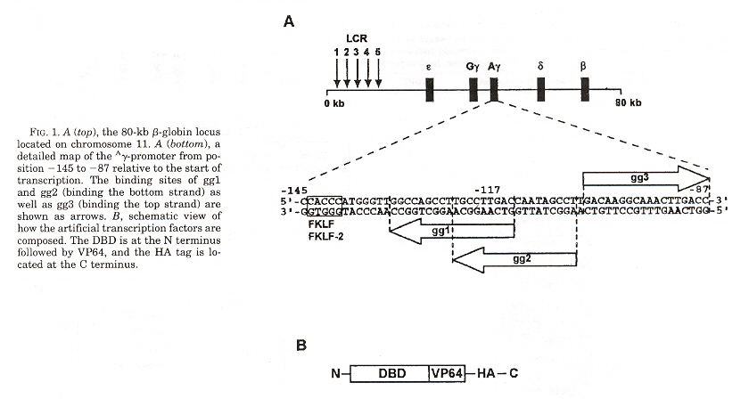 Zinc Finger λ-globin promotors