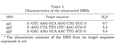 Zinc Finger λ-globin promotors