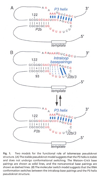 TR Pseudoknot Switching