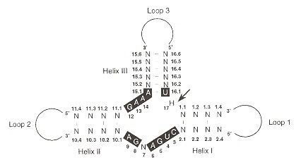 Viroid Self-Cleaving Ribozyme Conformation