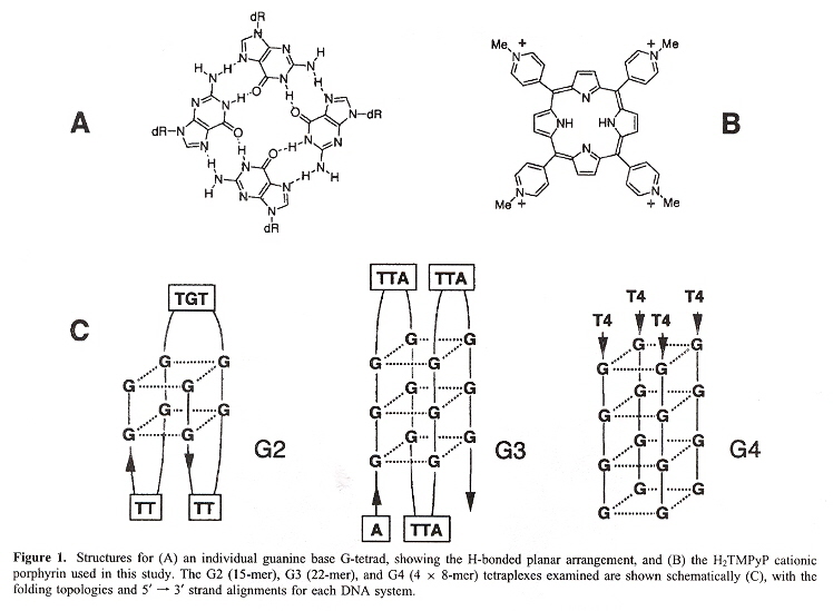 Quadruplexes