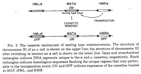 Genetic Casettes