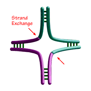 Holliday DNA Junction