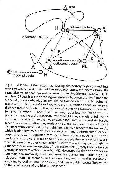 Honey bee spatial memory
