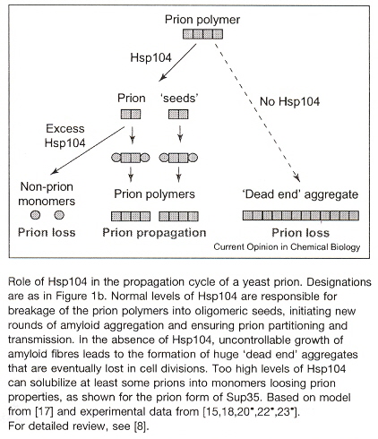 Hsp 104