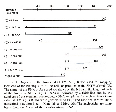 SHFV RNA Probes
