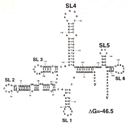 SHFV Primer Sequences