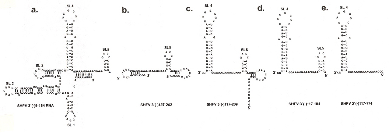 Localization of SHFV RNA Folds for Different Nucleotide Binding Sequences